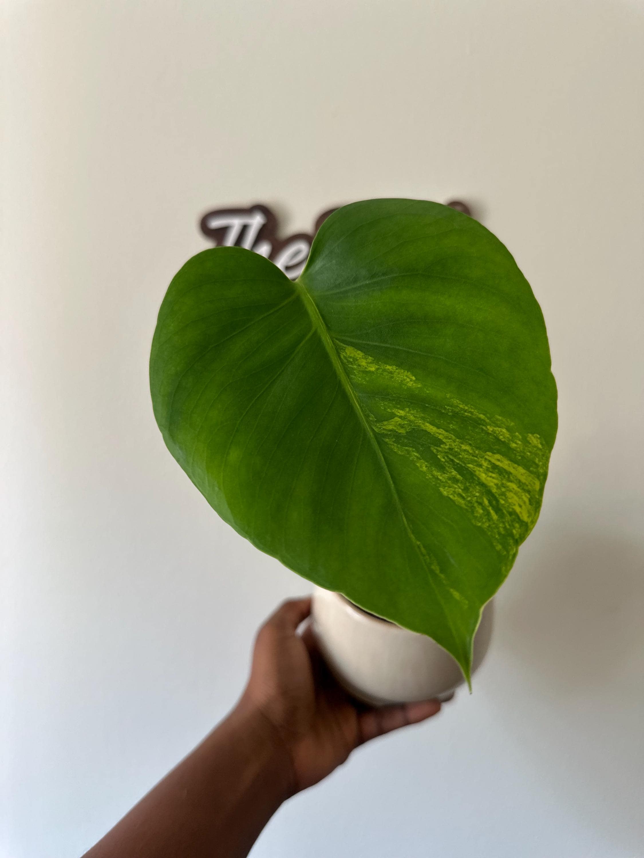 philodendron nangaritense pflege Philodendron nangaritense – Foliage Factory main image 0