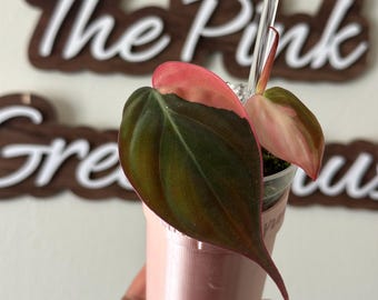 Pink Micans | Albo Micans | True Pink Micans | Highly Variegated | Full Moon | Albo Variegated Philodendron Micans | US SELLER