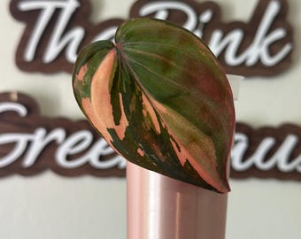 Pink Micans | Albo Micans | True Pink Micans | Highly Variegated | Albo Variegated Philodendron Micans | Free Winter Ship | US SELLER