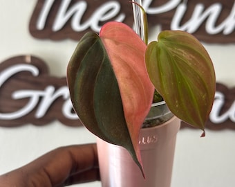 Pink Micans | Albo Micans | True Pink Micans | Highly Variegated | Full Moon | Albo Variegated Philodendron Micans | US SELLER