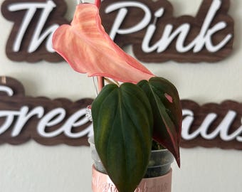 Pink Micans | Albo Micans | True Pink Micans | Highly Variegated | Albo Variegated Philodendron Micans | US SELLER