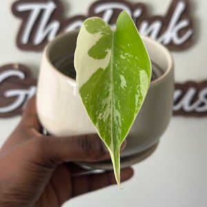 Monstera Albo Full Moon - Etsy