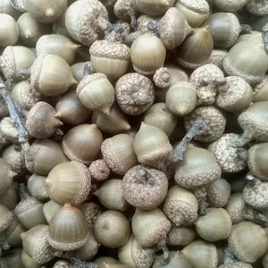 May include: A large collection of light brown acorns, each featuring a smooth, rounded nut attached to a textured, scaly cap. The acorns are densely packed together, displaying various sizes and shapes with some showing small, thin stems attached.