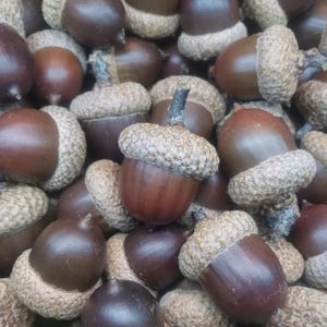 May include: A collection of numerous brown acorns, each featuring a smooth, dark brown nut attached to a textured, light tan cap. The acorns are clustered together, displaying various angles and orientations of their natural, organic shapes.