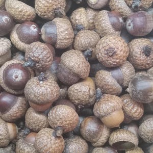 May include: A large collection of natural acorns, each featuring a smooth, rounded brown nut nestled within a textured, scaly cap. The acorns vary in colour from light tan to deep mahogany brown, creating a dense, overlapping pattern of organic shapes.
