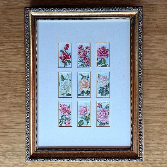 Framed Antique 1913 Wills Roses Cigarette Cards, Botanical Wall Art