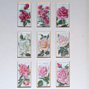 Gerahmte 1913 Antique Wills Zigarettenkarten Roses Series (9) Vintage Blumenwandkunst, Sammler botanische Drucke, Geschenk für Gartenliebhaber