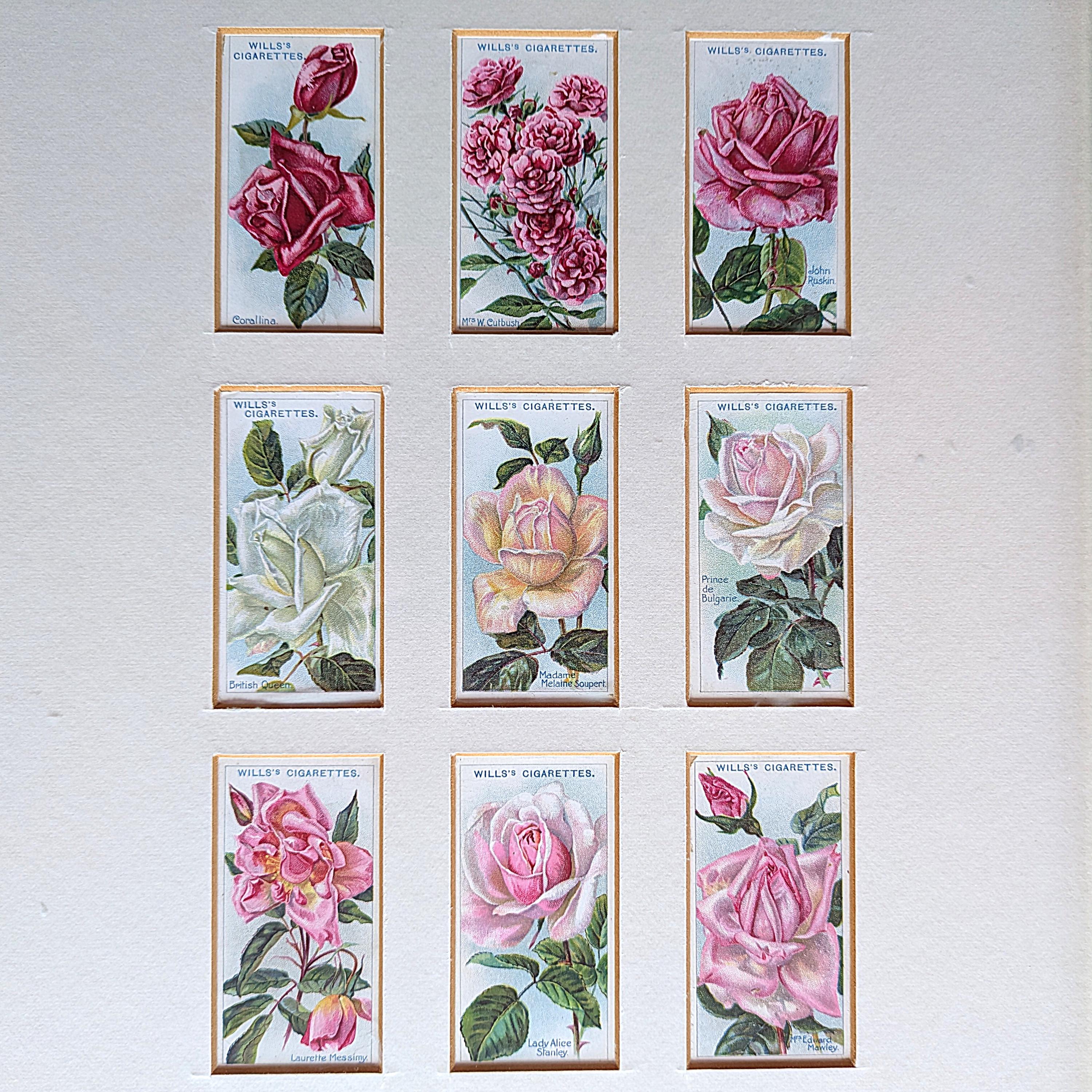 wills cigarettes cards Framed Antique 1913 Wills Roses Cigarette Cards, Botanical Wall Art