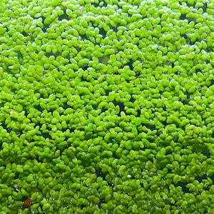 BUY One GET One FREE duckweed (500-700 plant), Aquarium Pond, Fish Tank, Etc. Aquatic Plant.