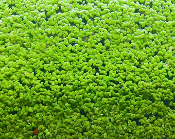 BUY One GET One FREE duckweed (500-700 plant), Aquarium Pond, Fish Tank, Etc. Aquatic Plant.