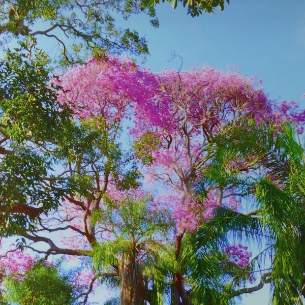 Tree Photography, Landscape Photo, Nature Photo, Pink Trumpet Tree, Pink Flowering Tree, Wall Art, Wall Decor