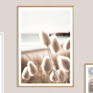 Impresión de hierba de playa de cola (P), Plantas de playa, Flores, Flora, Costa, Duna de arena, Orilla, Verano, Naturaleza, Cartel de playa, Calma, Suave, Beige, Dorado