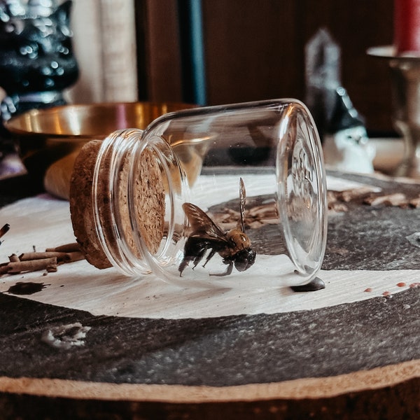 Carpenter Bee Specimen Jar | Naturally Sourced Bee