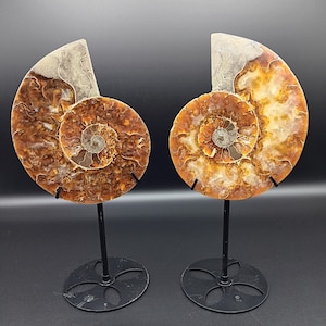 Ammonite with Stands