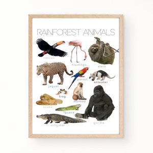 Póster de animales de la selva tropical Montessori con imágenes reales. Decoración de pared educativa para la escuela en el hogar, el aula, la sala de juegos. Descarga instantánea.