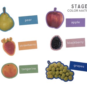 May include: A set of colorful flashcards with pictures of different fruits and their names. The fruits include a pear, apple, strawberry, blackberry, tangerine, and grapes. The flashcards are labeled with the names of the fruits in white text on a colored background. The text "STAGE 2 COLOR MATCHING" is at the top of the image.