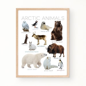 Póster de animales árticos Montessori con imágenes reales. Decoración de pared educativa para la escuela en el hogar, el aula, la sala de juegos. Descarga instantánea.