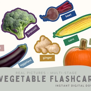 36 tarjetas didácticas de verduras. Imágenes reales. Tarjetas didácticas Montessori. Actividad educativa de varias etapas. Coincidencia de colores. PDF, PNG. Descarga instantánea.