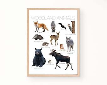 Póster de animales del bosque Montessori con imágenes reales. Decoración de pared educativa para la escuela en el hogar, el aula, la sala de juegos. Descarga instantánea.