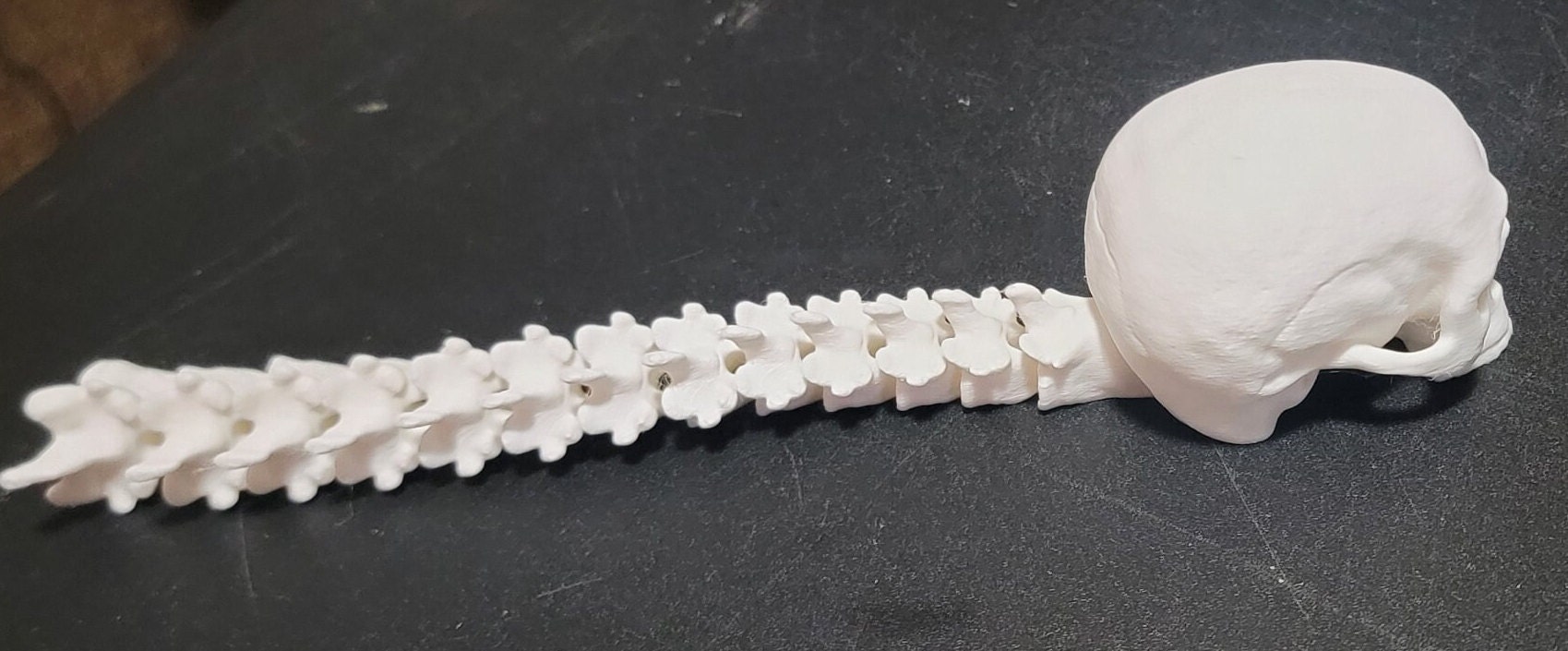 Skull With Articulating Spine 3d Printed - Etsy