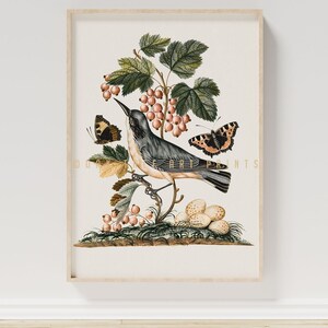 Vintage Bird Butterflies Painting, Antique Drawing Subalpine Warbler Red Admiral Nature Wall Art, Printable Decor, Digital Download | #0026