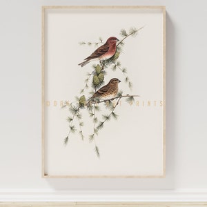Vintage Gemeine Rosefink Tannenzweig Malerei, antike Zeichnung Vogel Wandkunst, Bauernhaus, gedämpftes druckbares Dekor, digitaler Download | #0028