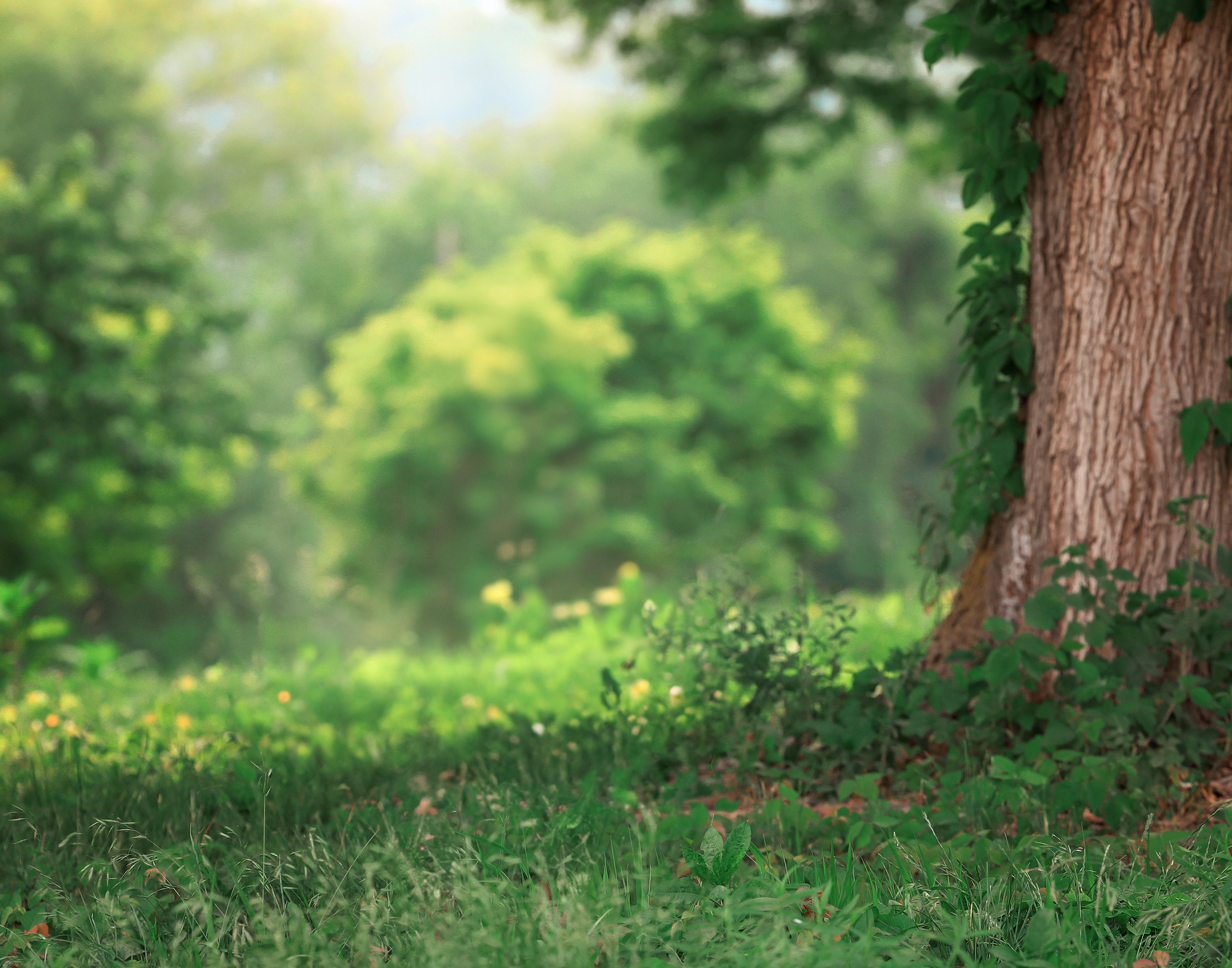 Digital Backdrop Spring - Etsy