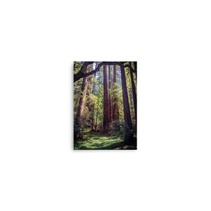Redwood Forest Fine Art - Matte Paper Print