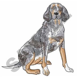 May include: A black and white Bloodhound dog with brown markings sitting with its head turned to the side. The dog is looking directly at the viewer.