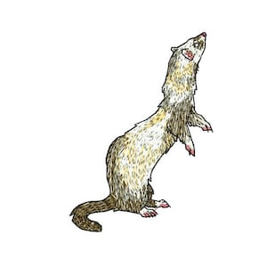 May include: A white and brown ferret standing on its hind legs with its front paws raised. The ferret is looking up with its mouth slightly open.