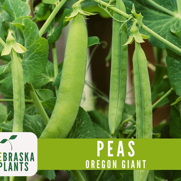 Oregon Giant Pea Seeds - Heirloom Pea Seeds