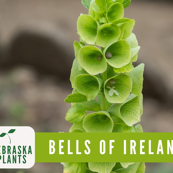 Bells of Ireland Etsy