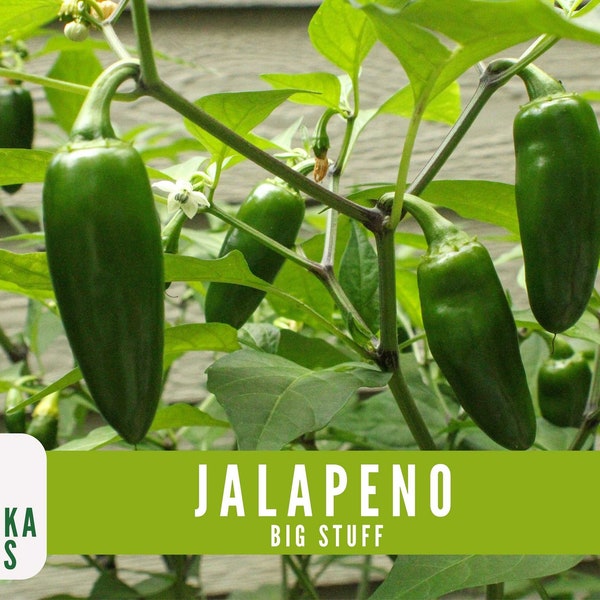 Jalapeño Pepper Seeds - Big Stuff Jalapeño Heirloom Seeds