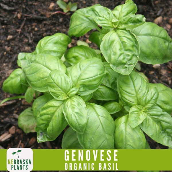 Organic Genovese Basil Seeds - A Taste of Italy for your Home Garden!