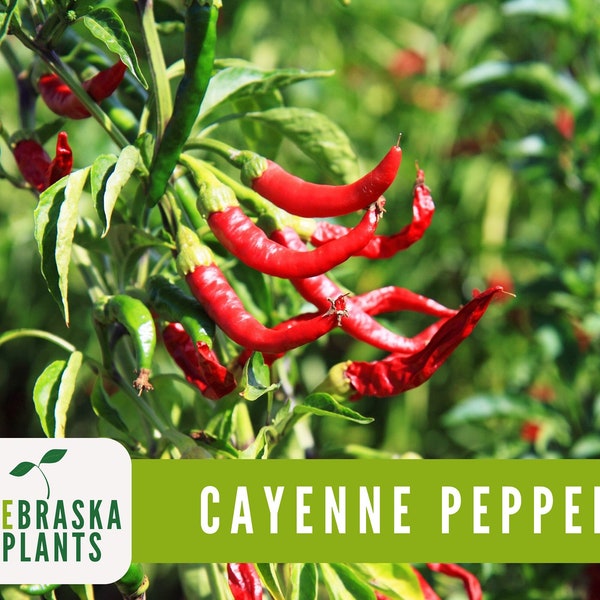 Cayenne Pepper Seeds - Long Slim Hot Heirloom Pepper Seeds