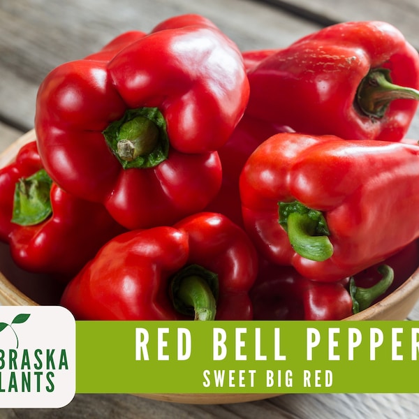 Red Bell Pepper Seeds - Sweet Big Red Bell Pepper Heirloom Seeds