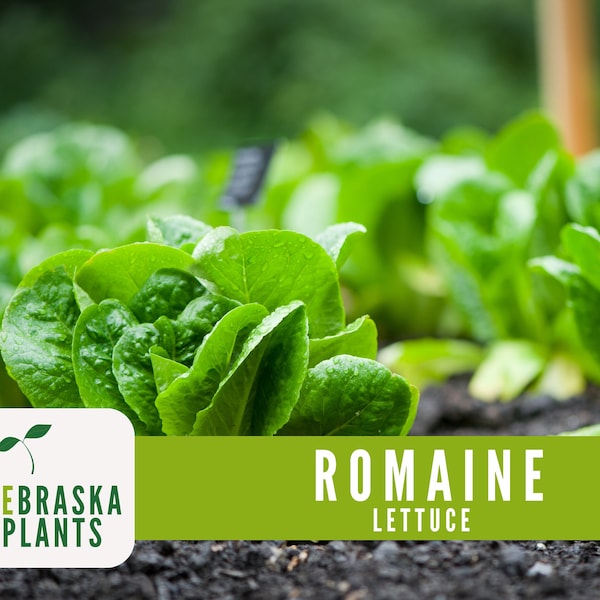Romaine Lettuce Seeds - Heirloom Romaine Garden Seeds