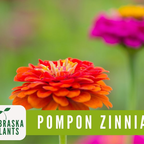 Zinnia Seeds -Pompon Zinnias Seeds