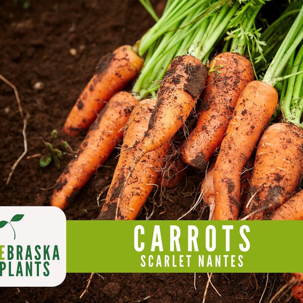 Carrot Seeds- Scarlet Nantes Heirloom Carrot Seeds