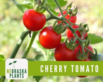 Cherry Tomato Seeds - Fox Cherry Heirloom Tomato Seeds