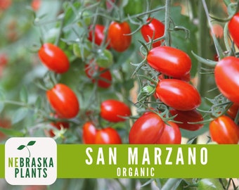 San Marzano Organic Tomato Seeds - Heirloom, Non-GMO - Grow the Authentic Italian Flavor!