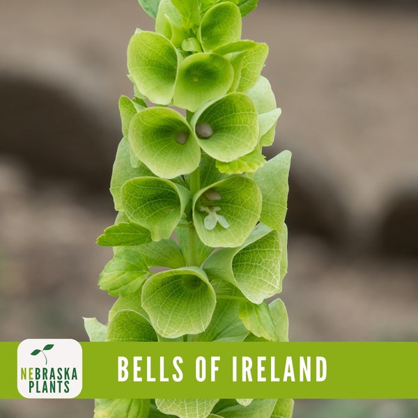 Bells of Ireland Seeds - Exquisite and Unique Blooms for Your Garden