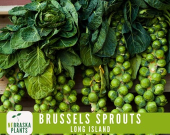 Long Island Improved Brussels Sprouts Seeds - Heirloom, Non-GMO, Premium Seeds for a Bountiful Harvest!