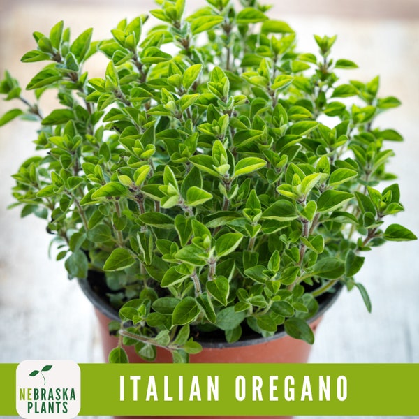 Oregano Seeds - Italian Oregano Heirloom Herb Seeds