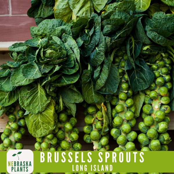 Long Island Improved Brussels Sprouts Seeds - Heirloom, Non-GMO, Premium Seeds for a Bountiful Harvest!