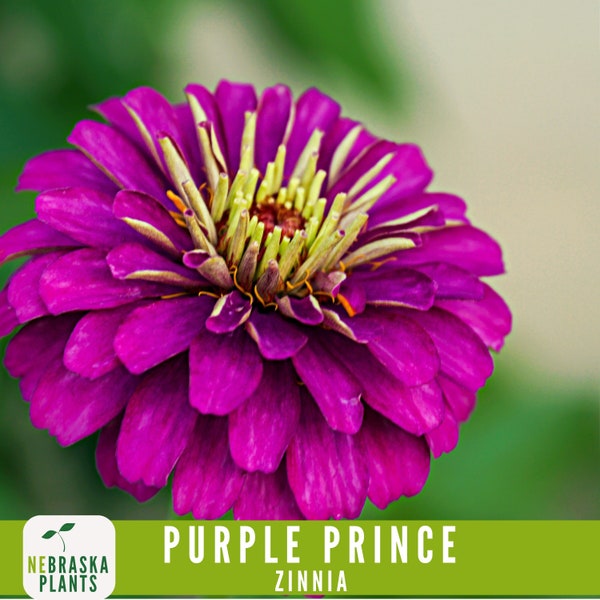 Purple Prince Zinnia Seeds - Vibrant, Heirloom, Non-GMO - Grow Your Royal Garden