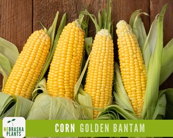 Golden Bantam Corn Seeds - Heirloom Juicy Corn for a Delicious Home Harvest!