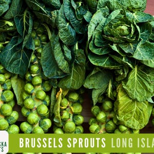 Long Island Brussels Sprouts Seeds - 100+ Heirloom, Non-GMO, Premium Seeds for a Bountiful Harvest!