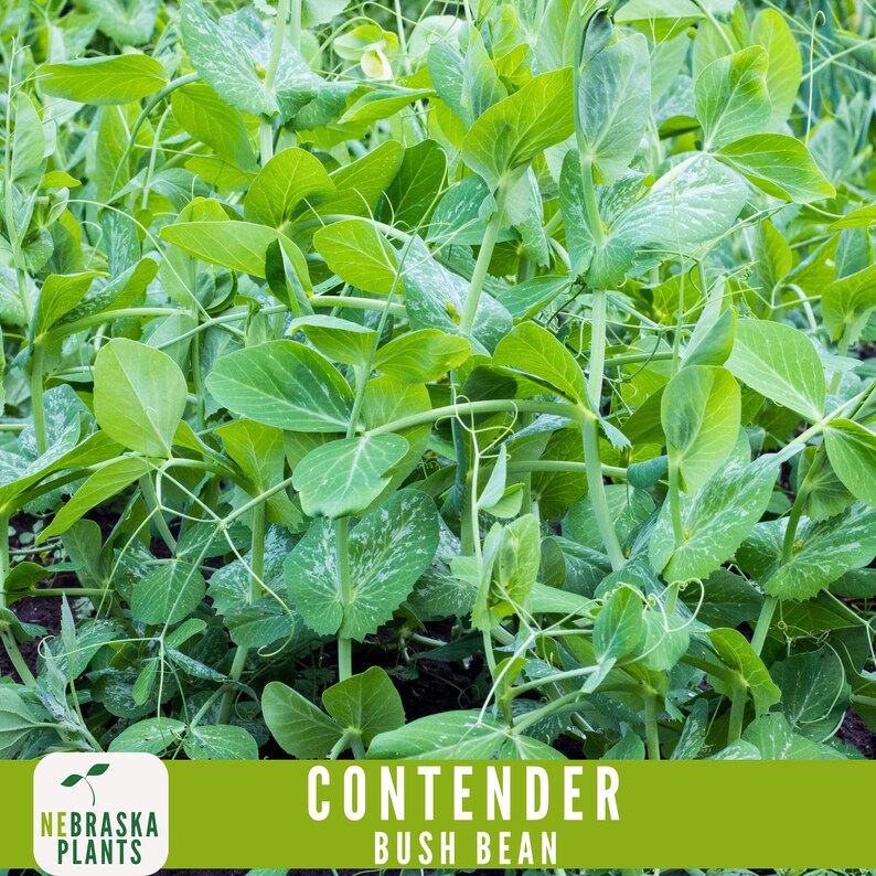 NebraskaSeeds Contender Bush Bean Seeds - Thumbnail 4