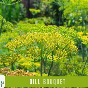 Dill Seeds - Bouquet Dill Garden Seeds